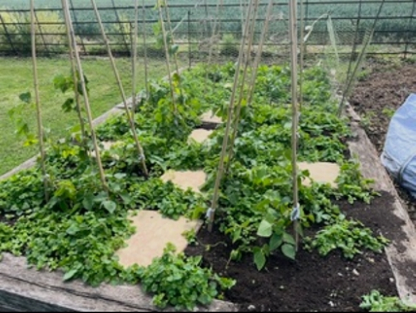 The Allotment